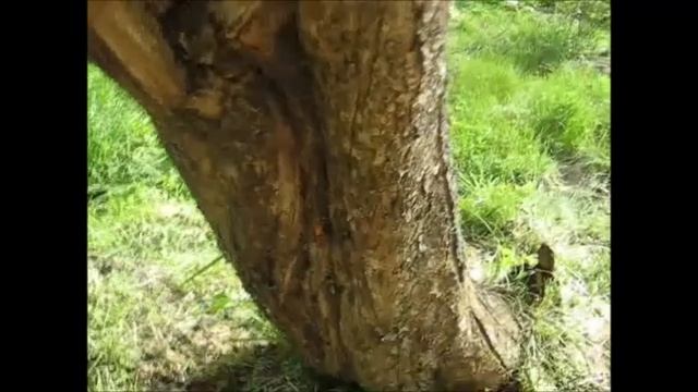 Реанимация старой яблони и результат через 5 лет