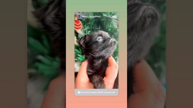 Пти Брабансон