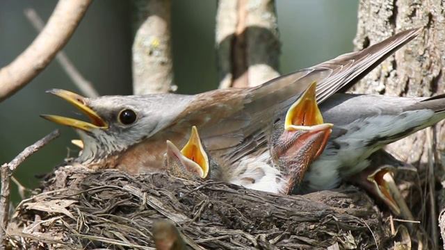 Рябинник 160416 7 у реки 160510 жарко Canon7DMark2 из палатки 5