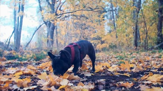 Full Frame Fuji Review - Kipon Baveyes EF-FX ”Speedbooster” With Auto Focus