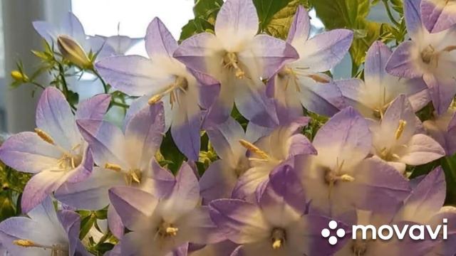 Цветение кампанул