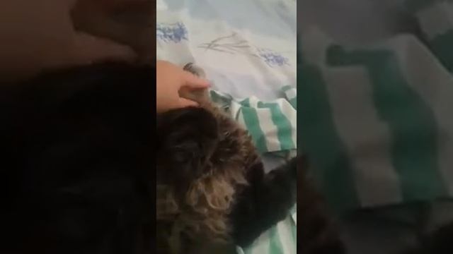 Кот притворяется что спит , но хвост все палит ?