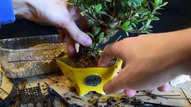 Trasplante Gardenia Jasminoide 2016