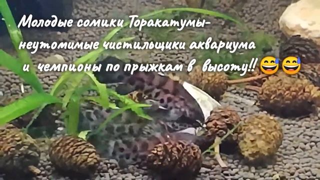 Выращивание мальков икромечущих рыб— о чем следует знать!