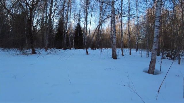 Веймаранер, март 2022г.