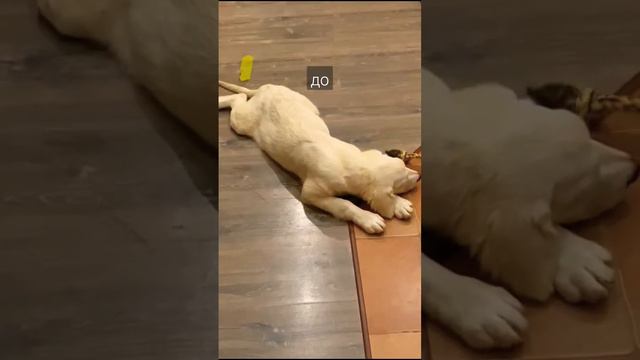 #dogs #dog #goldenretriever #золотистыйретривер #ретривер #лабрадор #собака #собаки #щенок #шортс