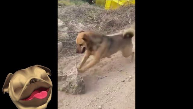 ?Пушистики и милашки!?Смешные Кошки Приколы с Кошками и Собаками 14