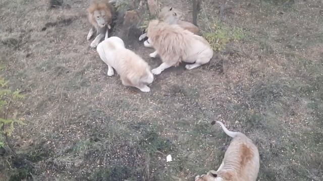 Парк львов Тайган. Гек устроил утреннюю перекличку