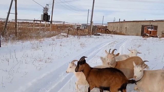 Козы гуляют... Нужны ли ошейники козам?