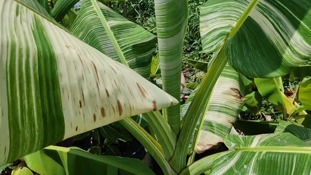 Musa Florida And Musa Siam Rubi Banana Plant। At Agri Aqua Bd, Bangladesh.