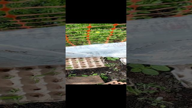 дачные хлопоты 01.05.2024. огурцы взошли