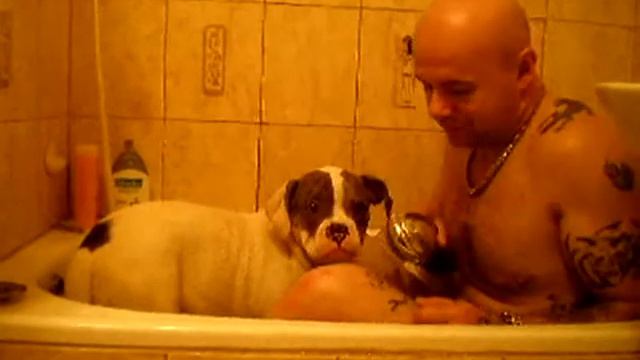 Alapaha Blue Blood Bulldog - Alapažský Buldok Se Koupe S Pánem