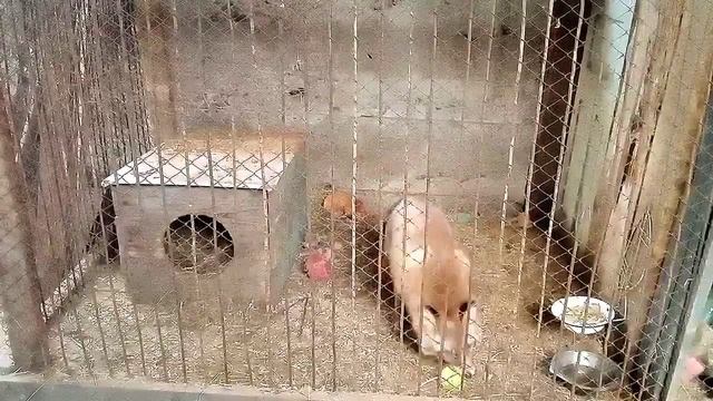 66. Дикая лиса Маркиза и теннисный мячик, две части.