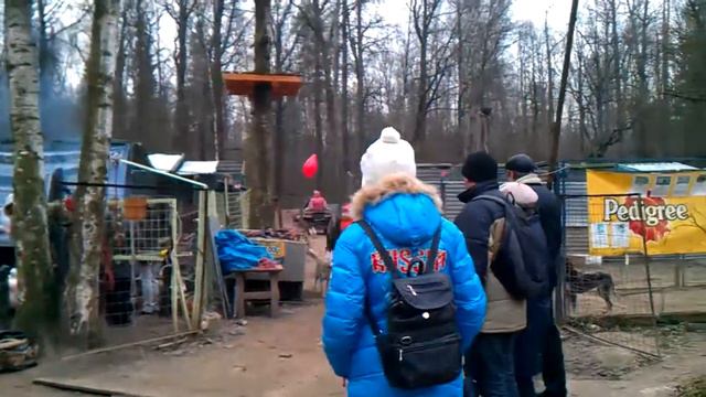 Поездка в питомник Хаски