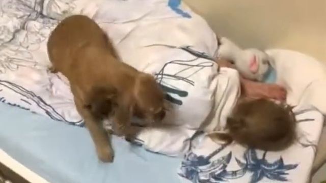 17df119bc17e6795202cd87af9c21ca6