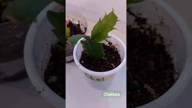 Две новые шлюмбергеры (декабристы) в коллекции - Cristen Aurea Variegata и Chelsea