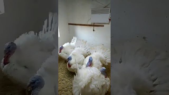 Видео отзыв моих дорогих покупателей🤗Индейки тяжелого кросса Хайбрид Конвертер Занеслись в 4.5мес.