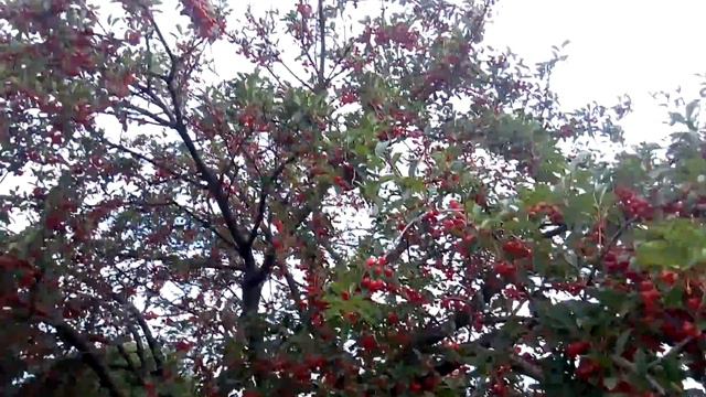 Урожай вишни