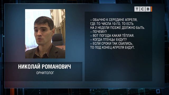 Лебеди ждут пополнения