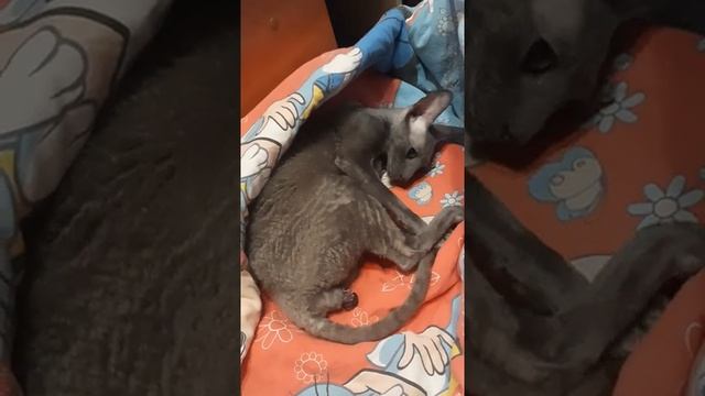 1f10ac0681022ad240d0313b4ff8ae0b