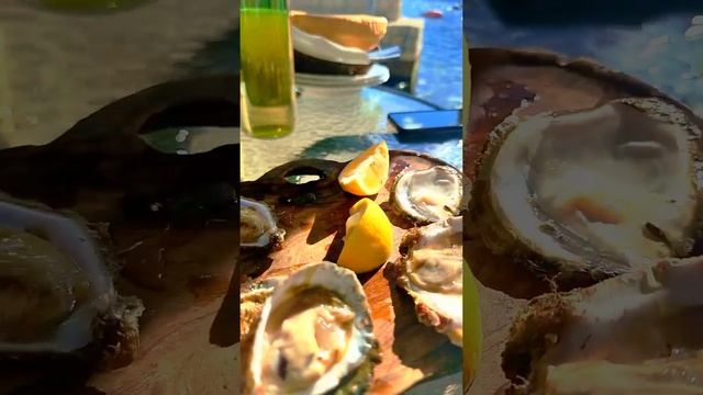 Где покупать устрицы в Черногории? Конечно на устричной ферме!