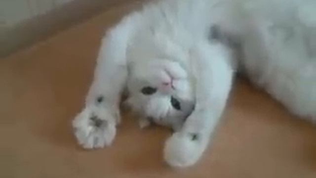 Теперь понятко откуда анимешники это взяли XD