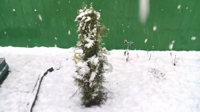 Грабли веерные. Зарисовка на тему дня. Хомячок