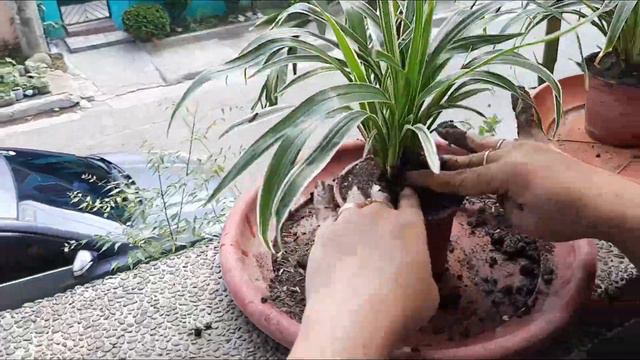 How To Transplant Seedlings And Herbs [Easy Steps To Transplant]