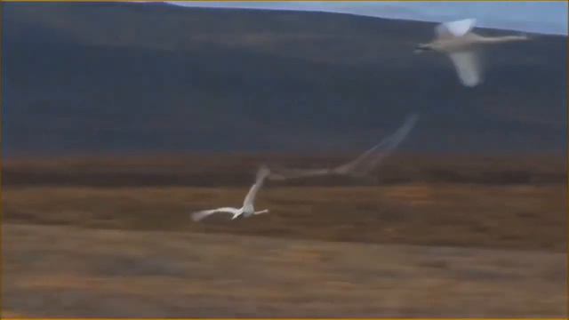 любовь уставших лебедей🦢🦢💕🎧🎵