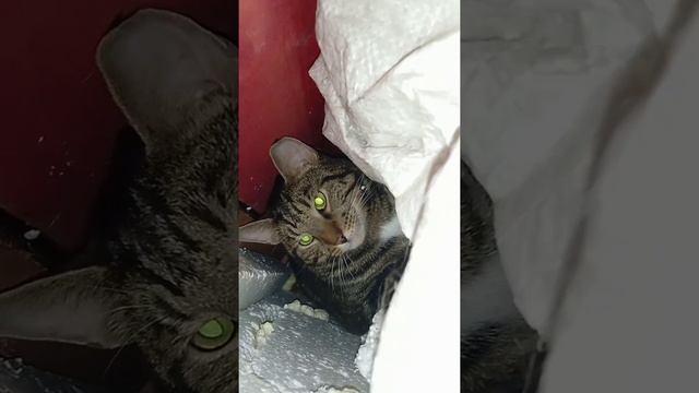 Потерялся кот Ричард - Рикардо и тут же нашелся. Приют  Петербург