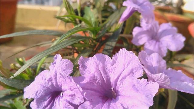 5 Reasons To Choose Purple Shower Petunia