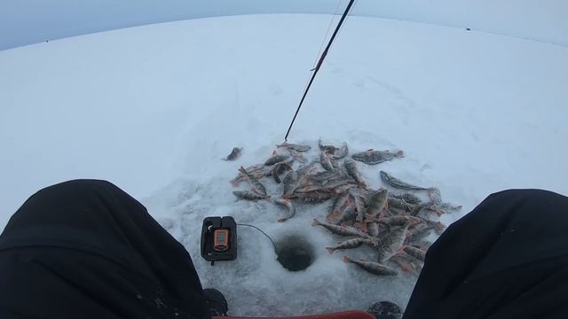 Все разъехались, а окунь начал ЖРАТЬ. Зимняя рыбалка на Ладоге. Ловля окуня на зимнюю блесну.