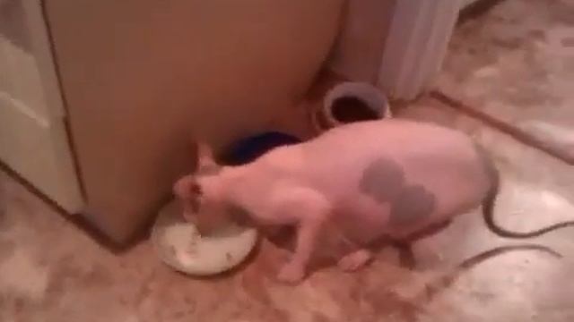 Говорящая кошка за едой