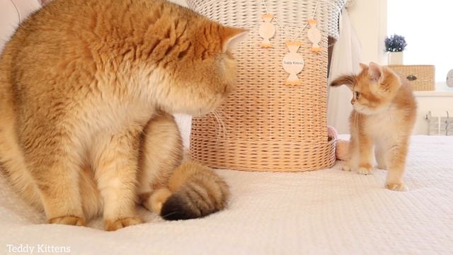 Cat William And His Cute Golden Kittens