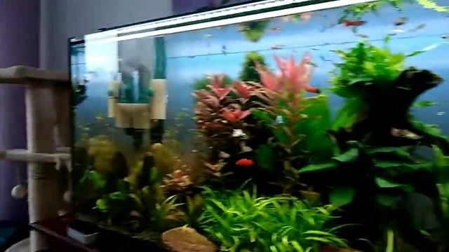 Аквариум, не желанные гости червяки (видео 1)