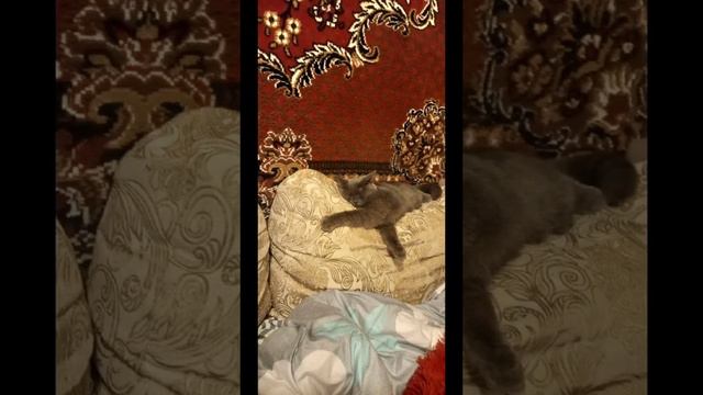 Цените своих пушистиков и хвостиков