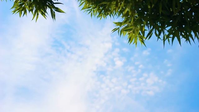 Летнее небо и Ива | Футажи красивая природа [FullHD]