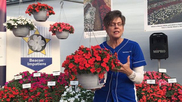 Beacon Impatiens Great Habit And Flower Form