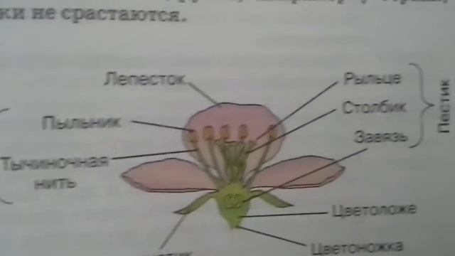 Биология/\6 класс/\урок 4/\ЦВЕТОК