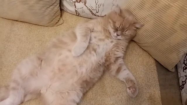 Кот! Кот спит на спине! Кот храпит!The Cat Sleeps On His Back And Snores!!!