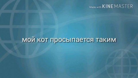 Что с моим котом?