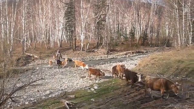 Коровы в лесу