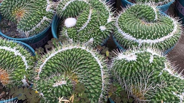 2/23 Korean Succulents Imported Unbox: Cubic Frost Var & Crest, Aeonium Roscov, Cotyledon, Rainbow