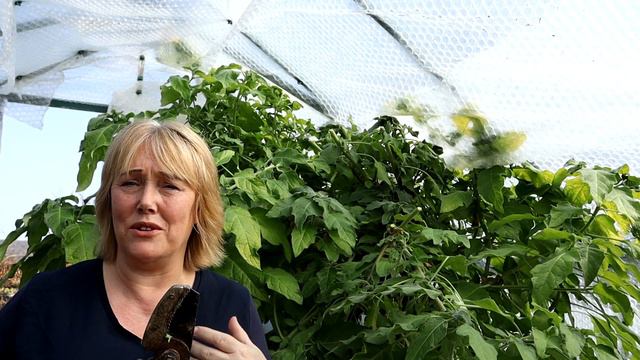 Pruning A Monster Angel's Trumpet || Brugmansia Sanguinea