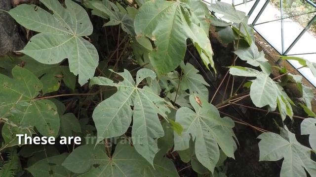 Geranium Sanguineum Growing Guide