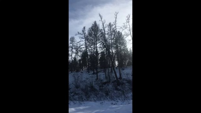 98. 24.03.20г. Гуляем на речке. Рассказываю о снах…