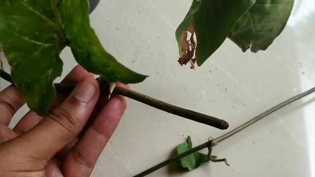Syngonium Plant Veritys | Single Leaf Propagation| Syngonium Plants| Malayalam
