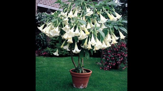 How To Growing Brugmansia And Tips On How To Care For Angel Trumpet Trees