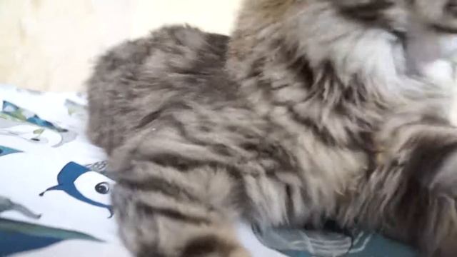 E56e5c10b21615b9518135c7befb74ef