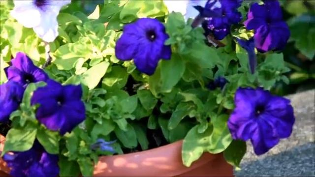 Petunia/surfinia-popularny Kwiat Balkonowy/the Popular Balcony Flower[ENG SUB]
